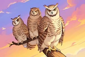 Dream Meaning Owls